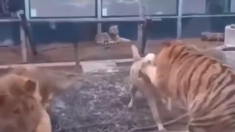 Dog stops tiger and lion from fighting