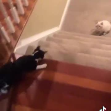 Palate Cleanser: Some Cats Just Want to See the World Burn . . . Some Don't