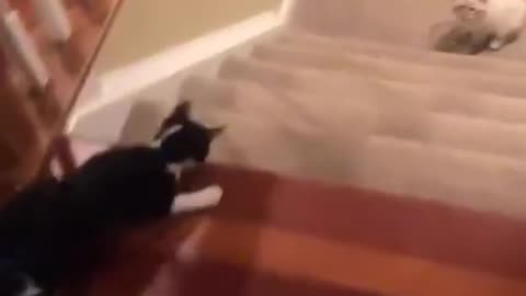 Palate Cleanser: Some Cats Just Want to See the World Burn . . . Some Don't