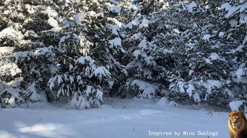 Wembley Councillor, father of 9 & grandad to 39, wishes Merry Christmas from snowy Alberta! 🎄❄️