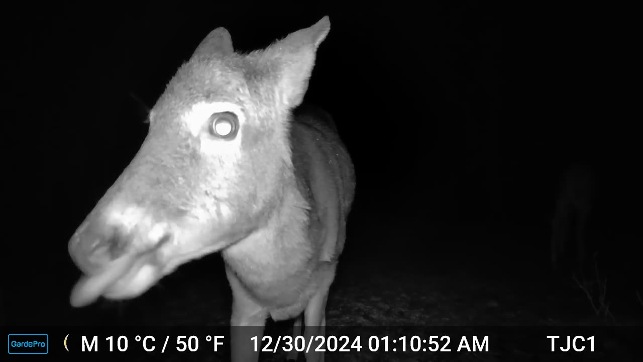 Deer Licking Her Lips