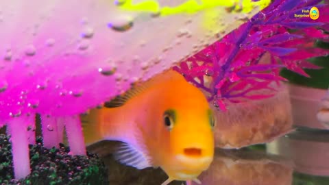 Colorful balls, fish tank, crayfish, koi fish, angelfish, betta fish, goldfish, tetra fish, frogs