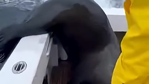 The sea lion's attempt to save its baby