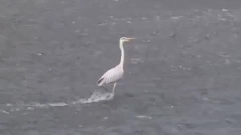 this took me a second.. 🪿😂