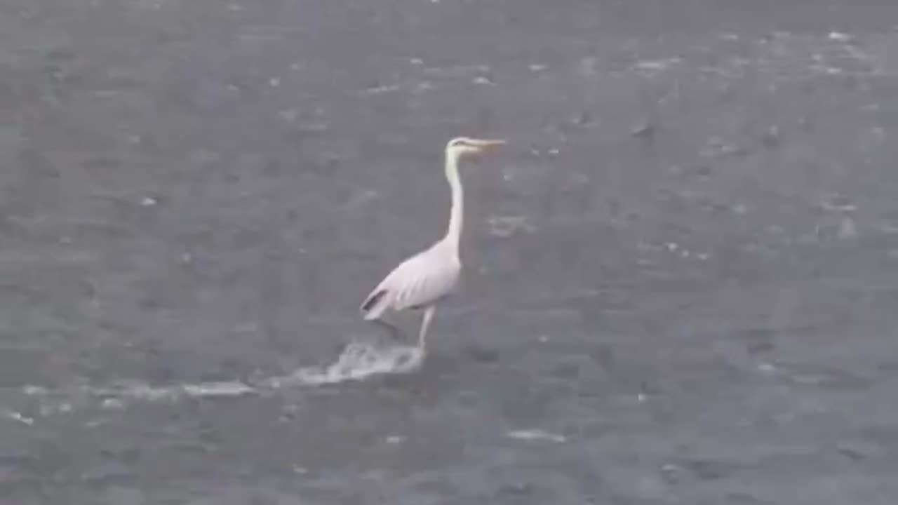 this took me a second.. 🪿😂