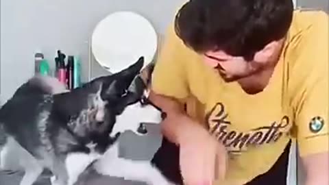 Funny Animals