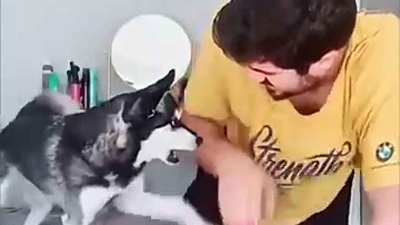 Funny Animals