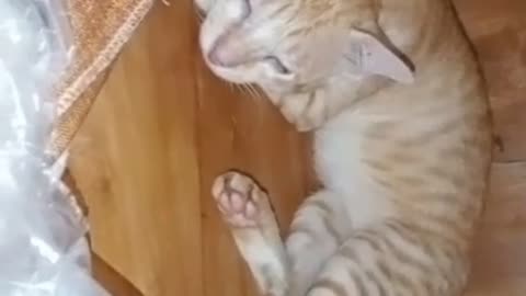 Lazy Orange Cat Falls Asleep Under Dad’s New Table While Mom Plays His Favorite Music! 😂🎵🐱