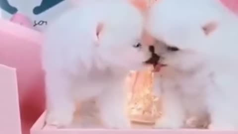 Dog kissing each other