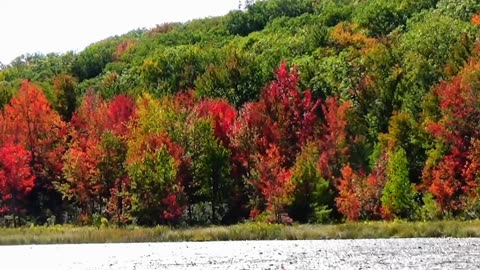 Fall Foliage