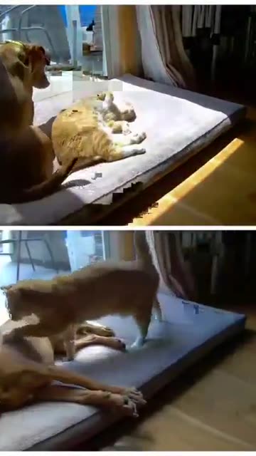 Skillnaden mellan när hunden lägger sig vid katten, och när katten lägger sig vid hunden 😍