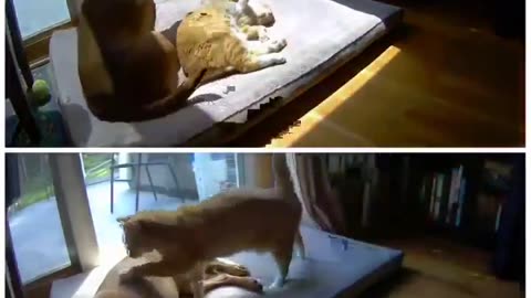 Skillnaden mellan när hunden lägger sig vid katten, och när katten lägger sig vid hunden 😍