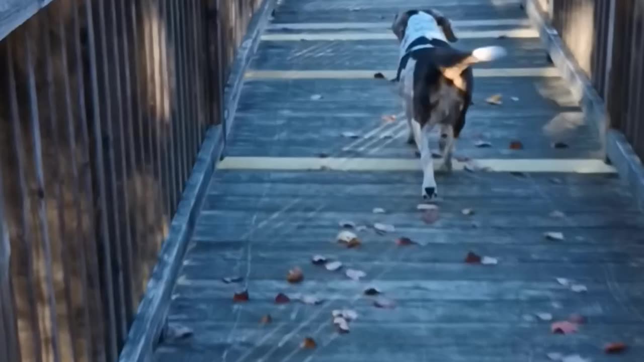 Bandit