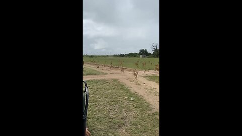 Cheetah Hunting a herd of deers #animals #cheetah