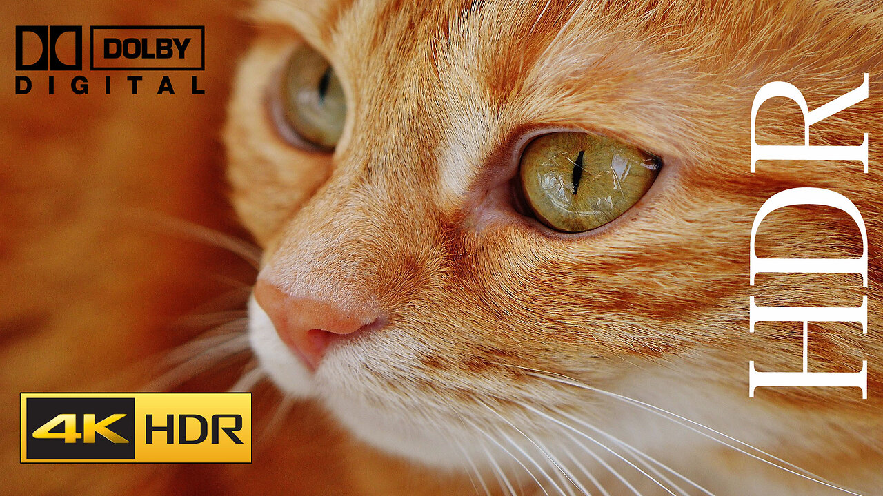 BEAUTIFUL CATS 4K HDR 60fps VIDEO FUNNY CATS 4K HDR 60fps VIDEO DOLBY VISION ,