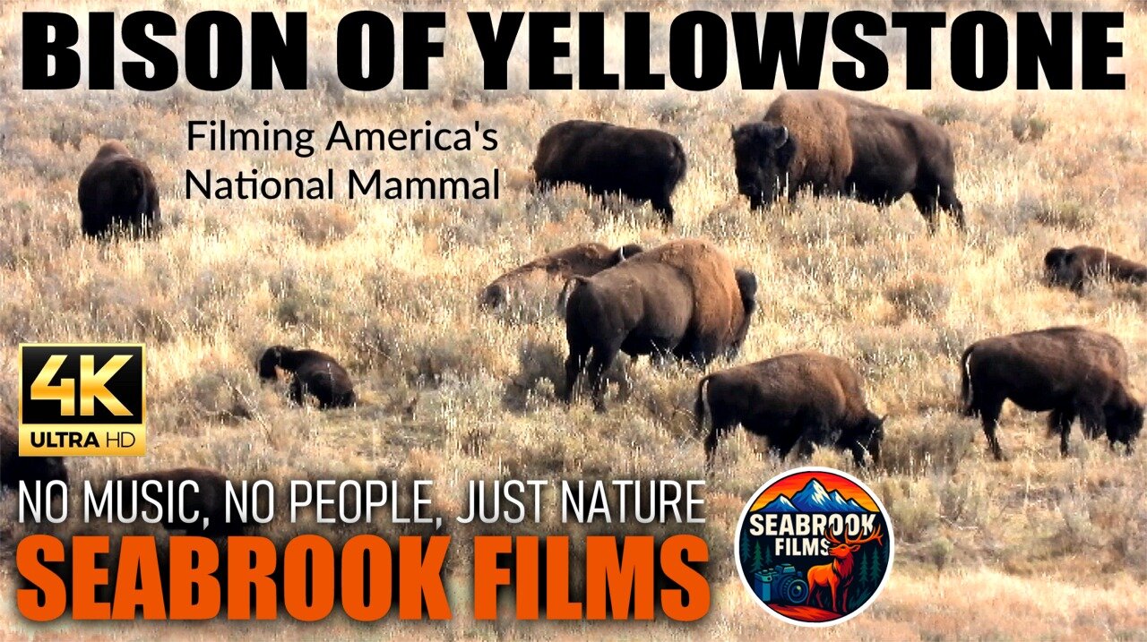 Bison of Yellowstone: Filming America's National Mammal at the World's Oldest National Park