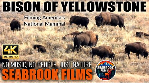 Bison of Yellowstone: Filming America's National Mammal at the World's Oldest National Park