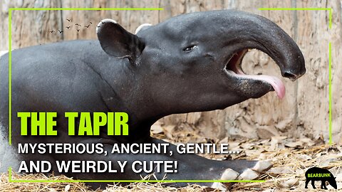 Meet the Tapir — a Mysterious, Ancient, and Weirdly Cute Perissodactyl