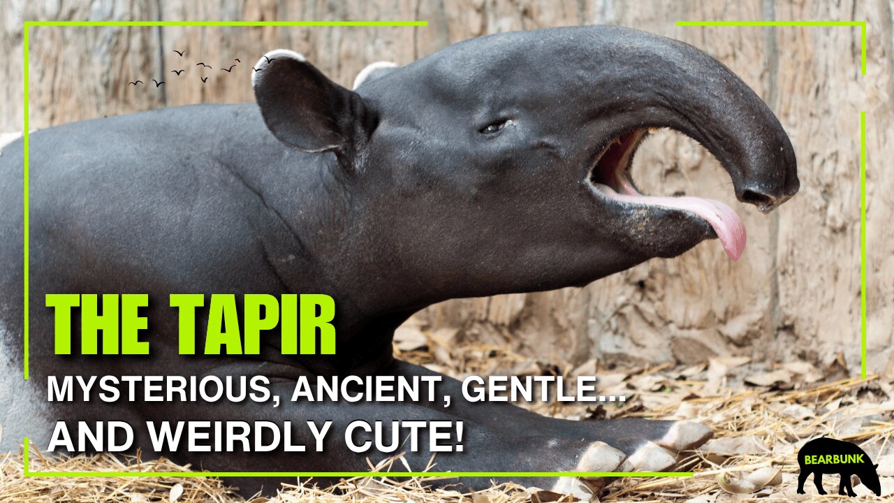 Meet the Tapir — a Mysterious, Ancient, and Weirdly Cute Perissodactyl