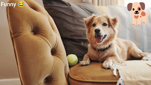 Dog funny video 😂😂😂