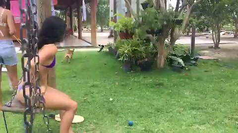 Cats_VS._Dogs_💥___Hilarious_Cat___Dog_Video_Compilation(