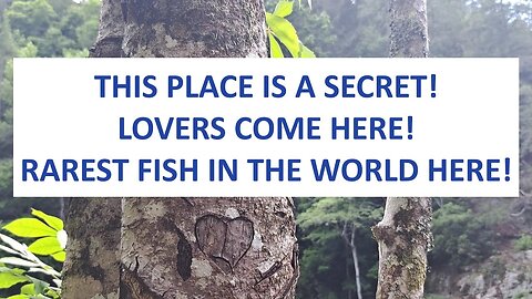 THIS PLACE IS A SECRET! LOVERS COME HERE. RAREST FISH IN THE WORLD HERE.