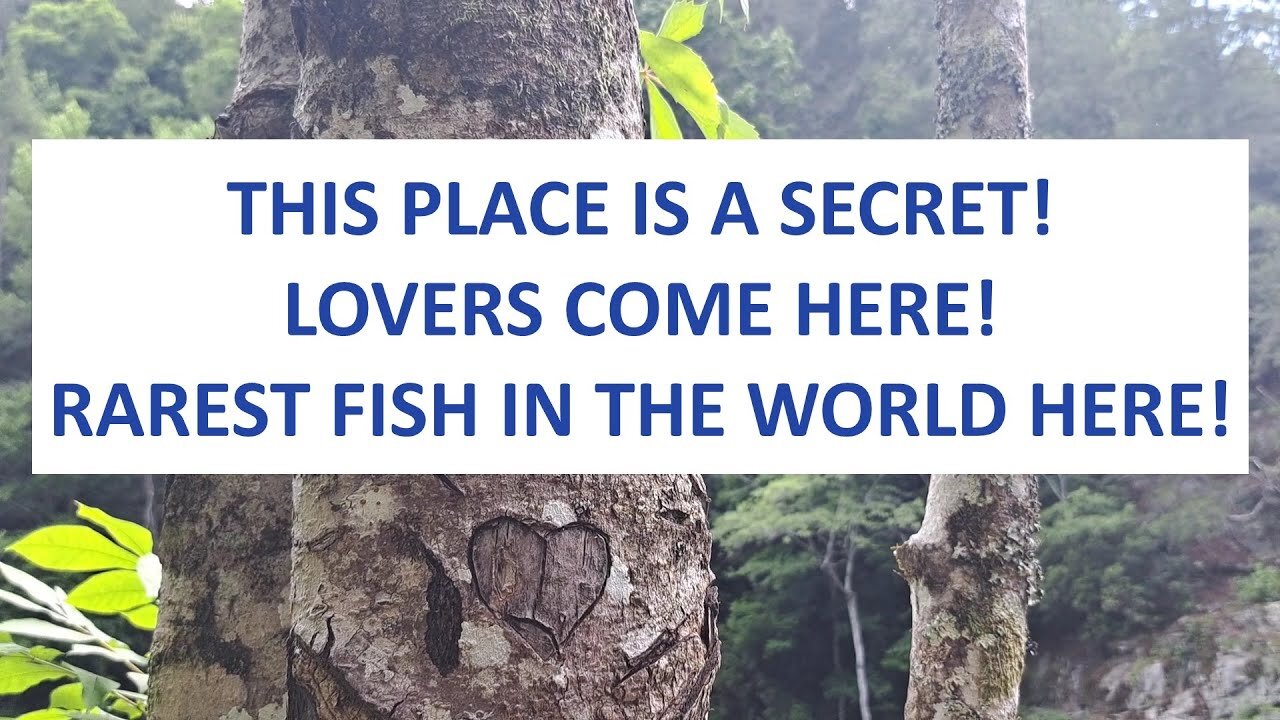 THIS PLACE IS A SECRET! LOVERS COME HERE. RAREST FISH IN THE WORLD HERE.