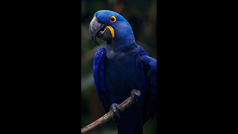 Arara azul de lear