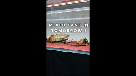 Keeping mixed fish together… Let’s see if all my tank mates survive tomorrow 👀