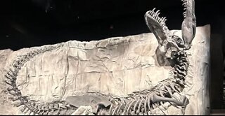 Trex fossil on FB supports creationism