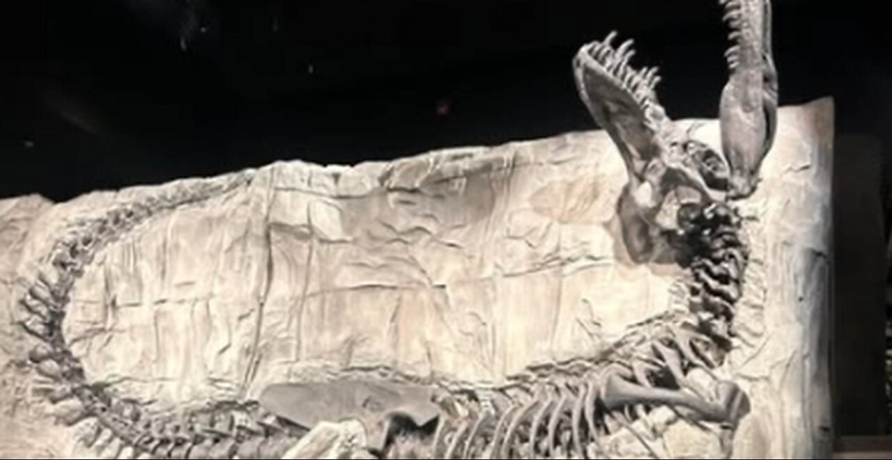 Trex fossil on FB supports creationism