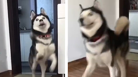 Dancing Husky