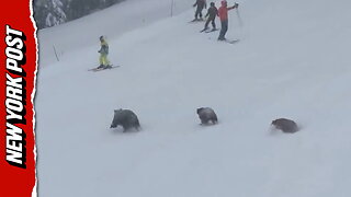 FRIGHTENING Moment 3 Bears Charge At Skiers