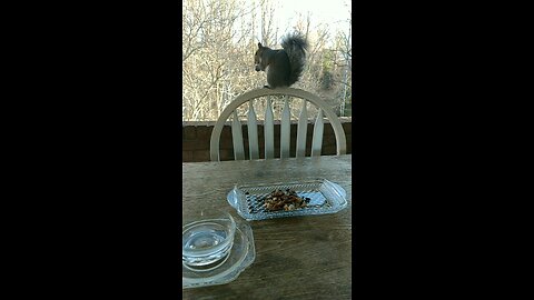 Squirrel Snack Bar