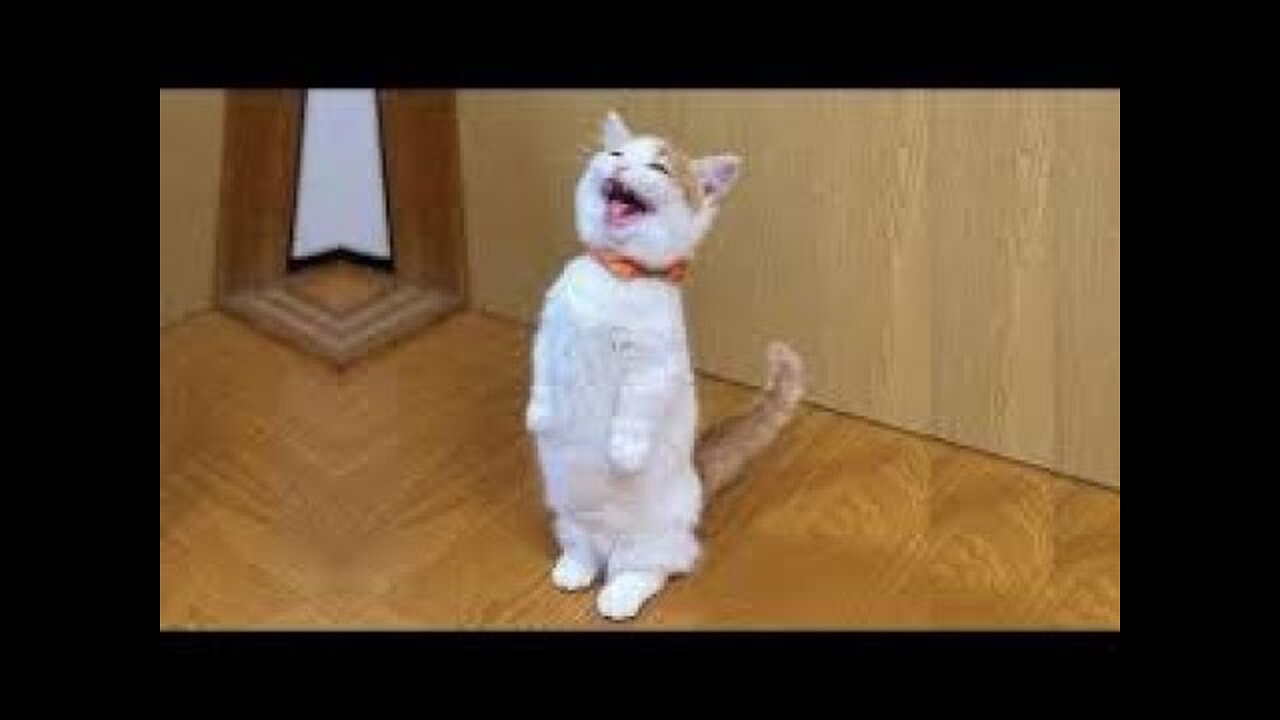 Funniest Cats 😹 - Don't try to hold back Laughter 😂