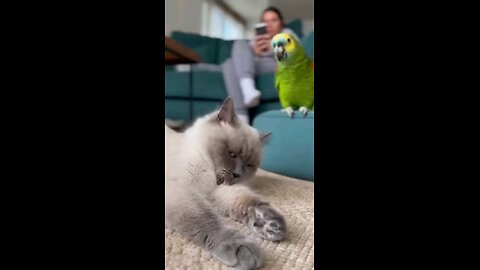 The Parrot Can’t Handle Cat Hygiene