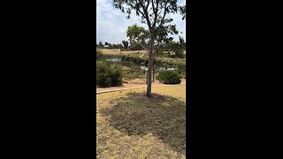 A VISIT TO THE DUCK POND 140126 #truth #Trinity #jesus #Catholic #mary #joseph #ihs #bible #christ