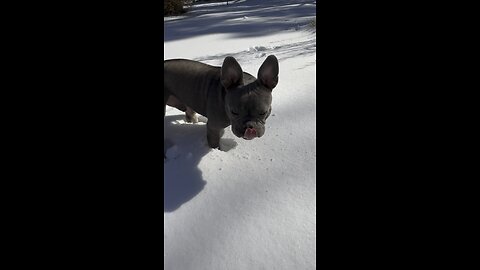 WatchWilbur enjoy his first snow