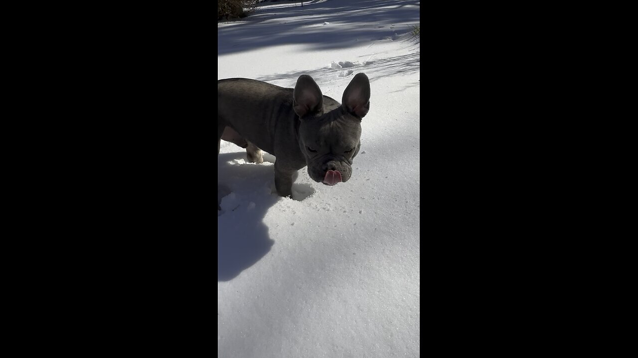 WatchWilbur enjoy his first snow