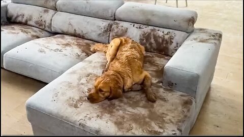 Dog Makes Muddy Mess 😮🤣_ FUNNIEST Animal Videos