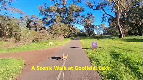 A Scenic Walk at Goollelal Lake. Perth, Australia.