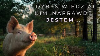 Prawda o świniach: inteligencja, emocje i świadomość zwierząt | Azyl dla świń Chrumkowo