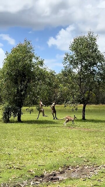 Kangaroos fighting
