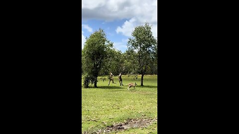 Kangaroos fighting