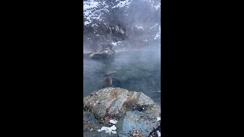 Snow monkeys of Nagano