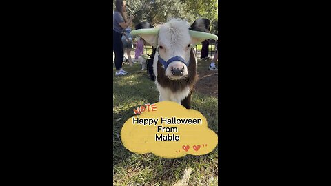 Happy Halloween from Mable.