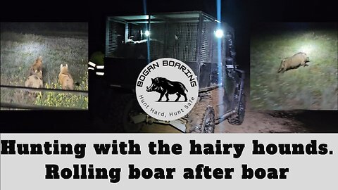 Hunting with the hairy hounds. Rolling boar after boar.