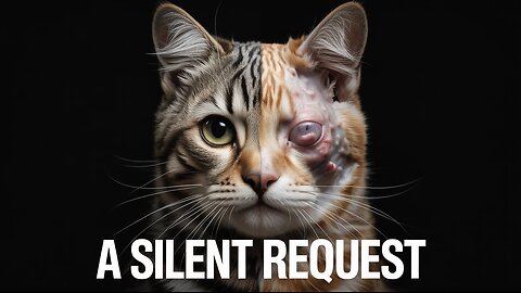 Hair Loss in Cats: A Warning You're Ignoring.