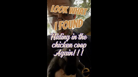 Something keeps sneaking into the chicken coop… and it’s NOT what you think 😳🐔