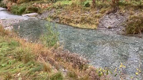 Herman Creek salmon spawn